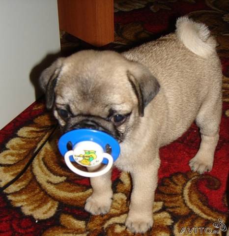 Mops_92784.jpg