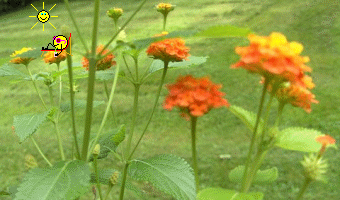 t7e7bc7_70208df931bfd8007c44c4b7f3cebd32.gif