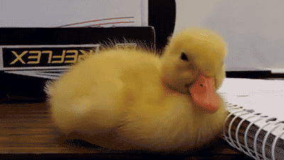 sleeping.gif