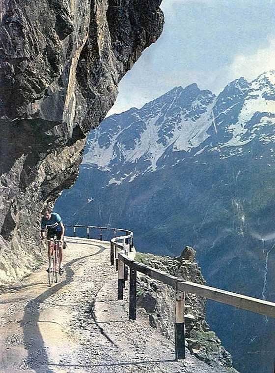 gavia.jpg