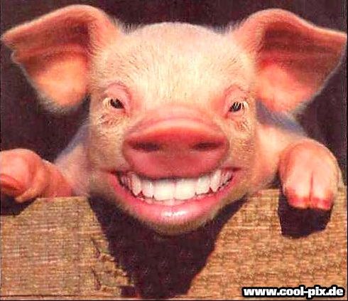 schwein.jpg