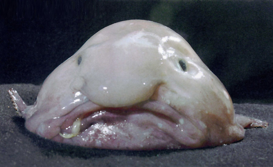 blobfish_2.jpg