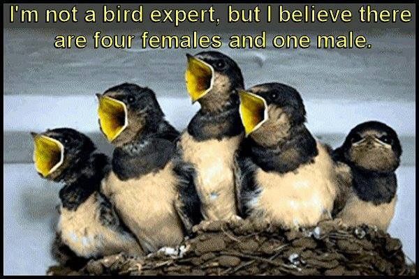 Birds_zpszdtnzruy.jpg