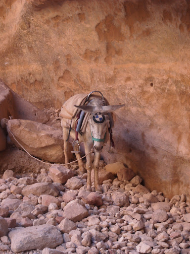 Petra_74_Esel_BMW.JPG