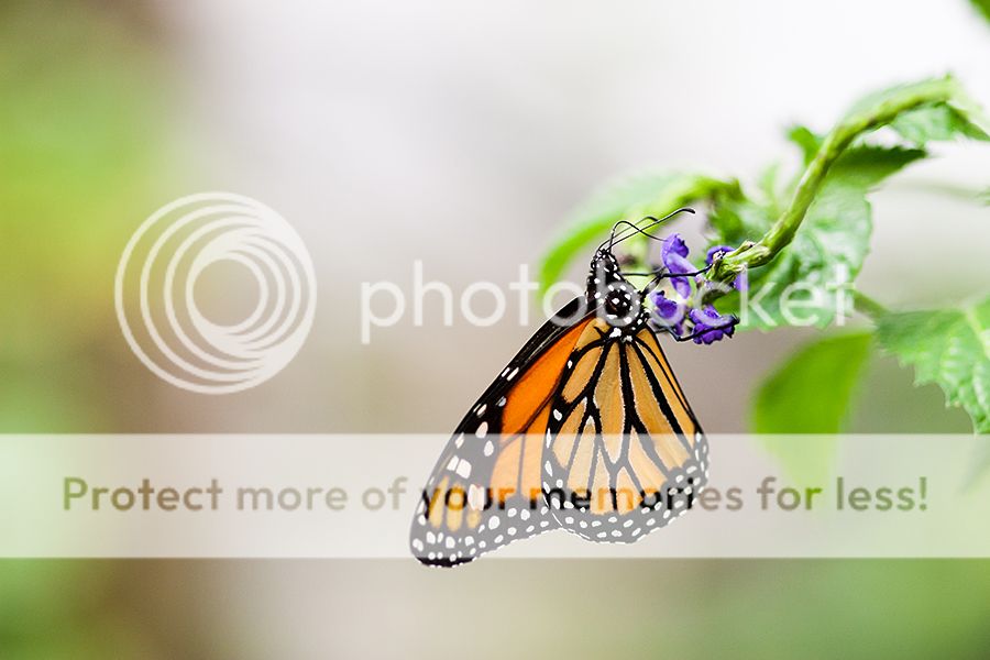 IMG_4757-1_zpsa29e99d3.jpg