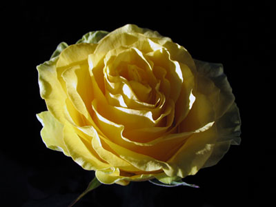 rose_ge.jpg