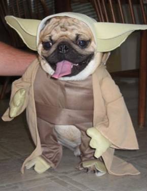 mops-yoda.jpg