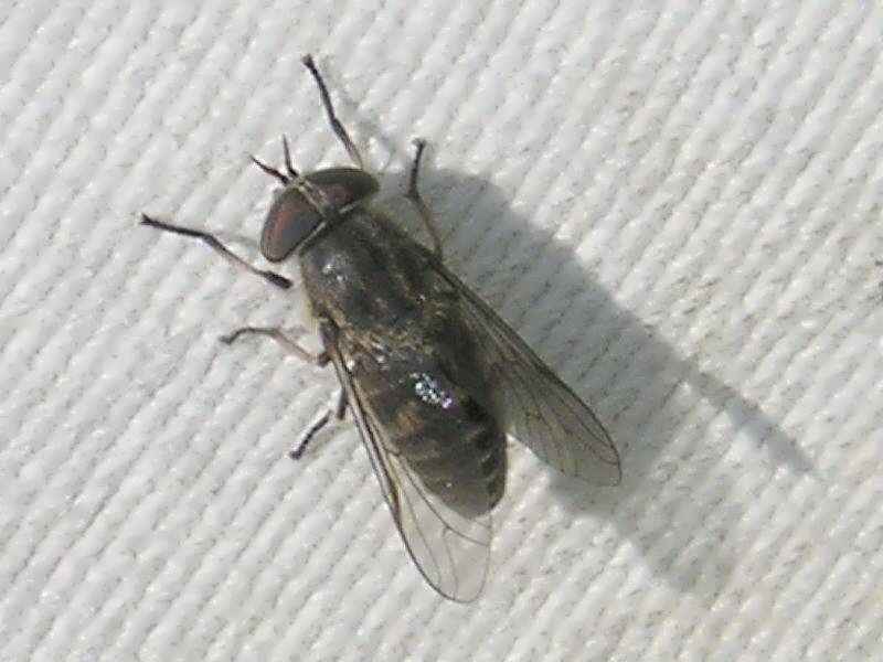 Hybomitra%20micans%20(Gefleckte%20Bremse),%20Weibchen_002.jpg