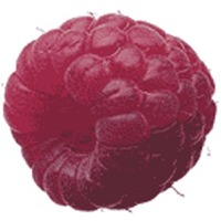 himbeere.jpg